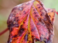 Autumn colours PB122395